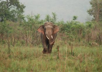 हात्ती आक्रमणबाट प्रभावित १० परिवारलाई लहान नगरपालिकाको राहत